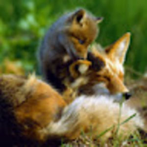 Meet your Posher, Axel